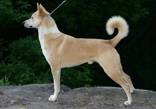 canaan dog Facts For Kids | DIY.org