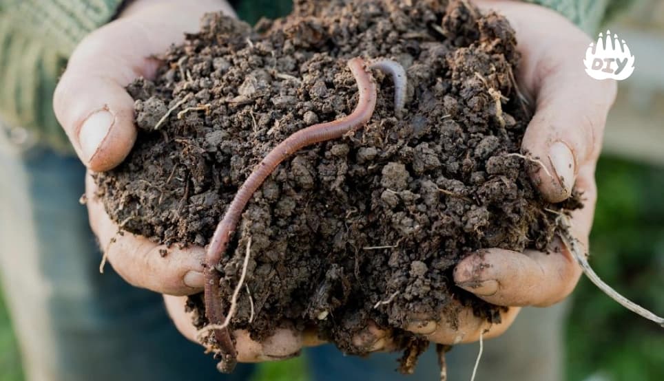 Image for Dig for Worms and Learn About Soil
