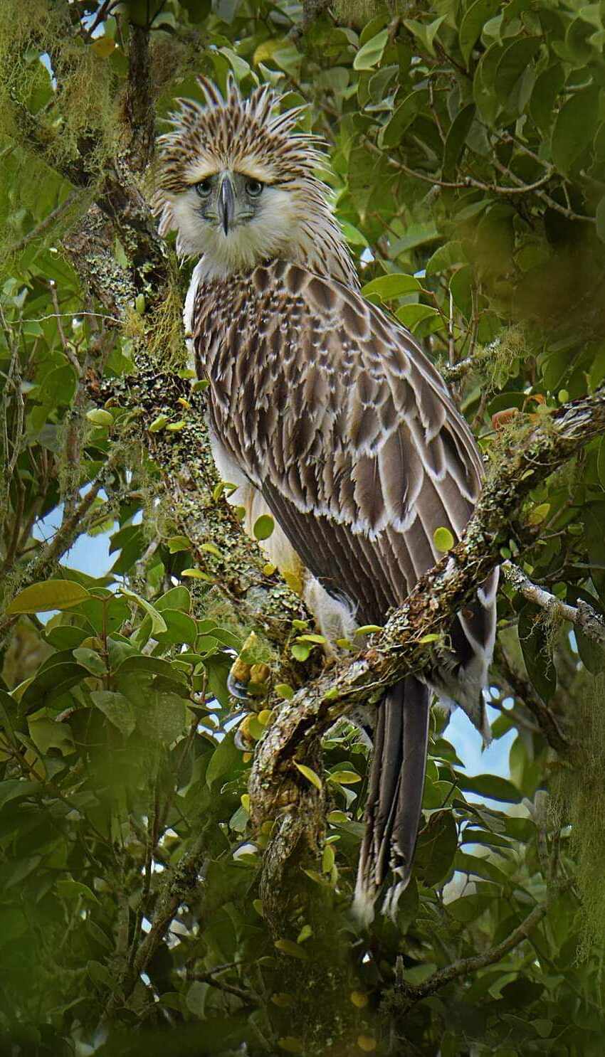 Philippine Eagle Facts For Kids DIY philippine-eagle-facts-for-kids-diy